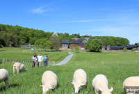 Pastoral Escape: Charming Countryside Retreats for Relaxation