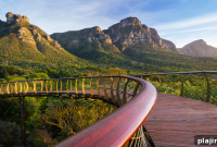 Canopy Adventures: Exploring Life Through the Treetops