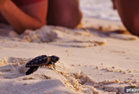 Virtual Zen: Guide to Mindful Meditation Online