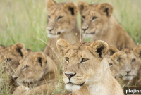 Prepare to Roar: Confidence and Power Techniques for Success