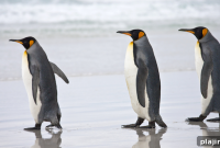 Powder and Penguins: Winter Ski Adventure Guide