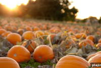 Pumpkin Season: Top Fall Recipes, Decor & Activities Guide