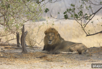 When the Lion Rules: Inside the Pride’s World