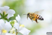 What’s the Buzz About Bees and Their Role in Nature