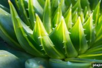 Discover Soothing Aloe Remedies: Natural Skin & Healing Uses