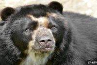 Paddington’s Adventure in Peru: A Family Travel Guide