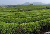 Tea Harvest Experience on a Traditional Chinese Tea Plantation