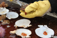 Icelandic Ingredients Shine at Reykjavik’s Annual Food & Fun Festival