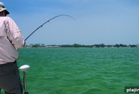 Catch Fresh Florida Keys Fish at Smuggler’s Cove Today