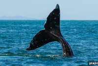 Whale-Watching Adventures in Little River, California