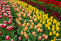 Explore Vibrant Tulip Fields by Bike: A Colorful Ride Guide