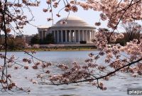 Celebrate the National Cherry Blossom Festival at The Hay-Adams