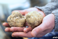 Truffle Hunting in France: A Guide to the Ultimate Experience