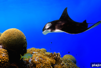 Maldives Manta Ray Expeditions: Where and When to See Them