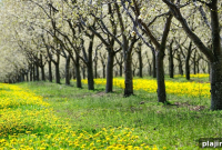 Traverse City Summer Events: Celebrate the Asparagus Festival and More