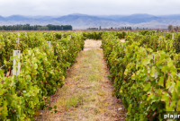 Custom Culinary Tours in Argentina: Taste Local Flavors on a Tailored Food Trek