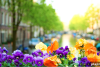 Spring Flower Displays That Transform Hotels Worldwide
