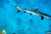 Snorkel With Sharks on a South Sea Cruise Adventure