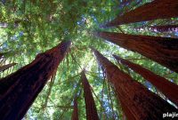 Top Redwoods State & National Parks to Visit