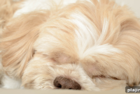 Dog-Friendly Stay: Pet-Friendly Deal at Hilton Burlington