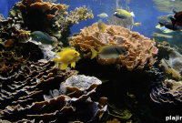 Outrigger OZONE: Coral Conservation Initiative Protecting Reefs