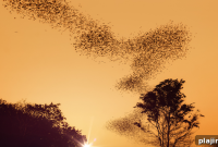 Ted Turner Expeditions Launches Bat Flight Eco-Adventure Tour