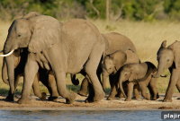 Elephant Express: Extraordinary Journeys by All Aboard Travel