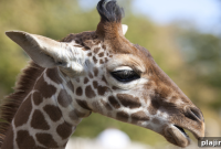 See a Baby Giraffe on Sir Bani Yas Island Guide
