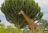 Night Safari and Luxury Train Journey Through South Africa