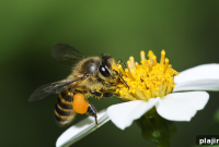 Luxury Hotel Provides Safe Habitats for Bees and Wild Insects