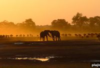 Top 5 Herbivores in Kenya: Iconic Grazers and Where to See Them