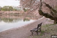 Timeless Cherry Blossom Collection at Mandarin Oriental Washington DC