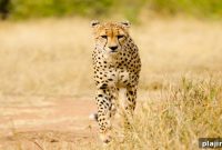 Discover Rare Breeds and Endangered Species at Ann van Dyk Cheetah Centre