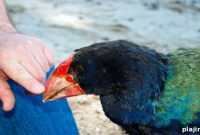 Tiritiri Matangi Island: Discover New Zealand’s Native Wildlife