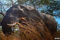 Spot Rare Wildlife on an Unforgettable South African Safari