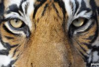India’s 5 Most Dangerous Wild Animals: What You Need to Know