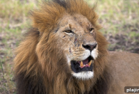Elewana Opens New Luxury Tented Camp in Kenya’s Safari Heartland