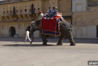 India Considers Phasing Out Tourist Elephant Rides