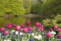 Tulip Time Arrives in Holland: Dates, Events & Top Viewing Spots