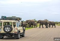 Safari Operators Reveal Top Types of Safari Tourists