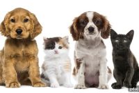 Amtrak Expands Pet Travel Options: What Owners Need to Know