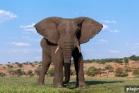 Belmond Launches Exclusive Safari Experience With Acclaimed Author