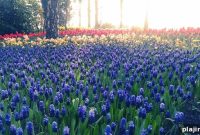 Top 7 Flower Destinations to See Spectacular Blooms