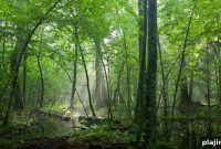 Exploring Earth’s Ecological Past: A Journey Through Time