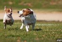 Chicago with Your Dog: Top Dog-Friendly Sights, Parks & Cafes