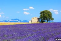 Provence Walking Tour with Fragrant Lavender and Local Tastes