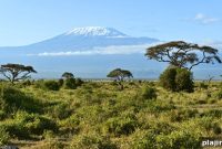 Book a South African Airways Safari Adventure Today