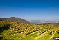 Explore Wine Routes in the Viennese Woods: A Guide for Travelers