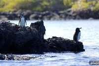 Explore Galápagos Evolution: What You Need to Know Now