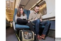 Traveling with Pets: Essential Tips for Smooth Trips with Your Pet